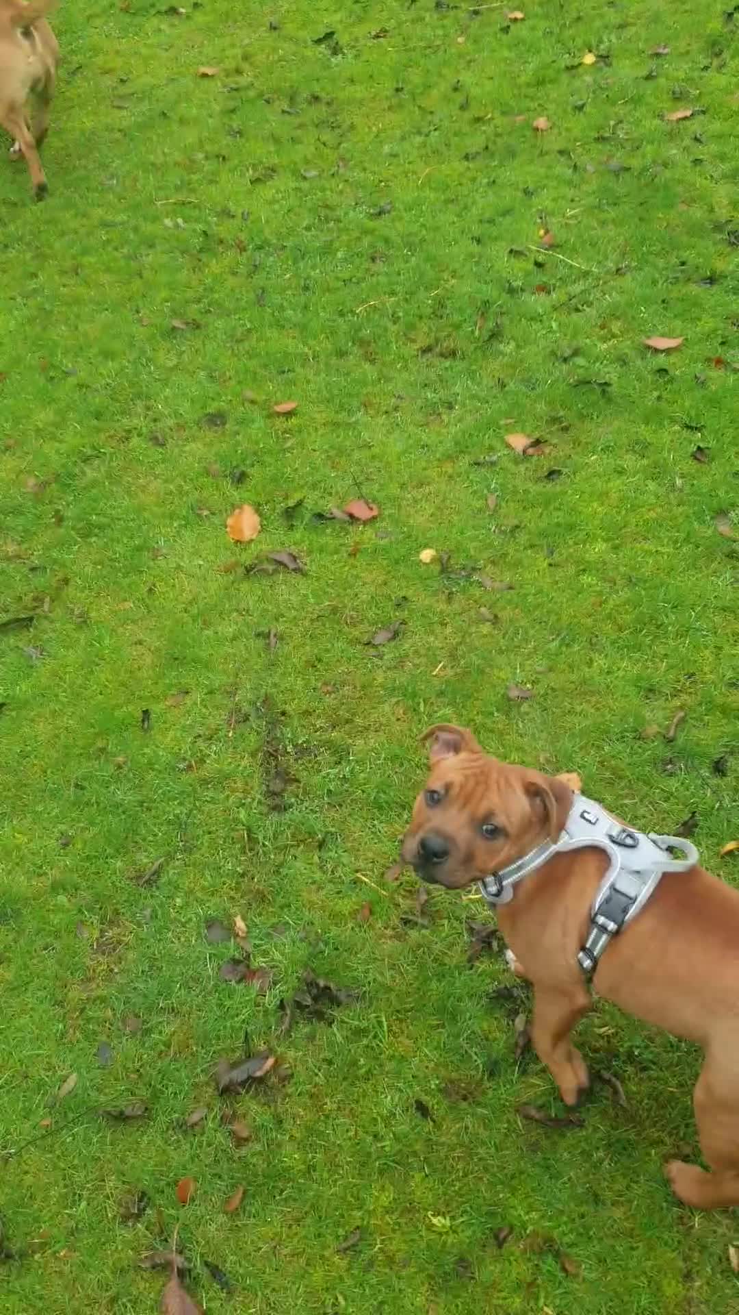 Staffordshire Bull Terrier dogs for stud: 🥨CHIEF CHAMPION SIRED 🥨🏆  in Rochdale - Video 4