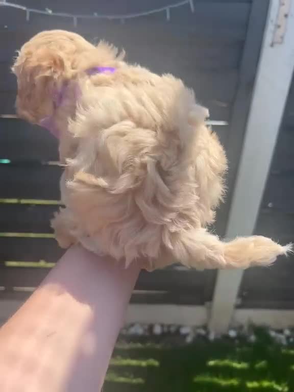 Maltipoo dogs for sale: ⭐Tiny Maltipoo Puppies |Maltese x Asian Toy Poodle - Video 5