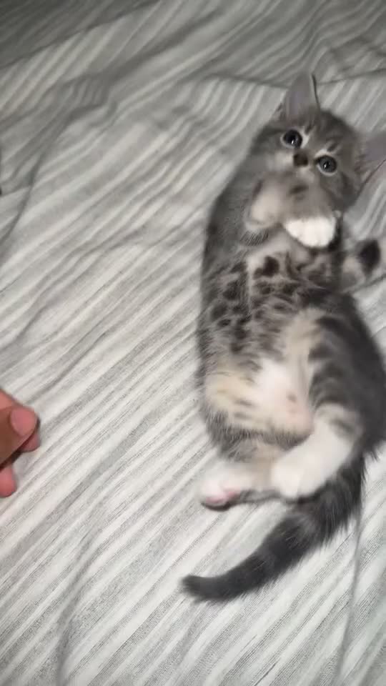 British Shorthair cats for sale: Grey and White Kitten - Video 1