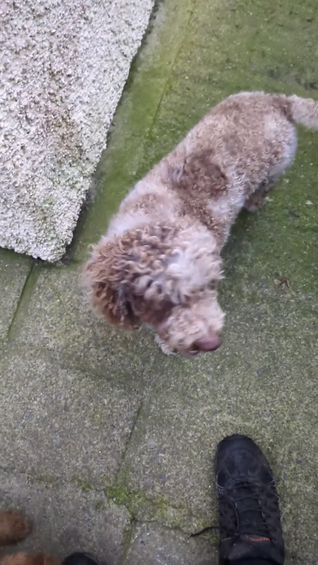 Miniature Poodle dogs for stud: Merl (Tri coloured) Miniature Poodle Stud - Video 1