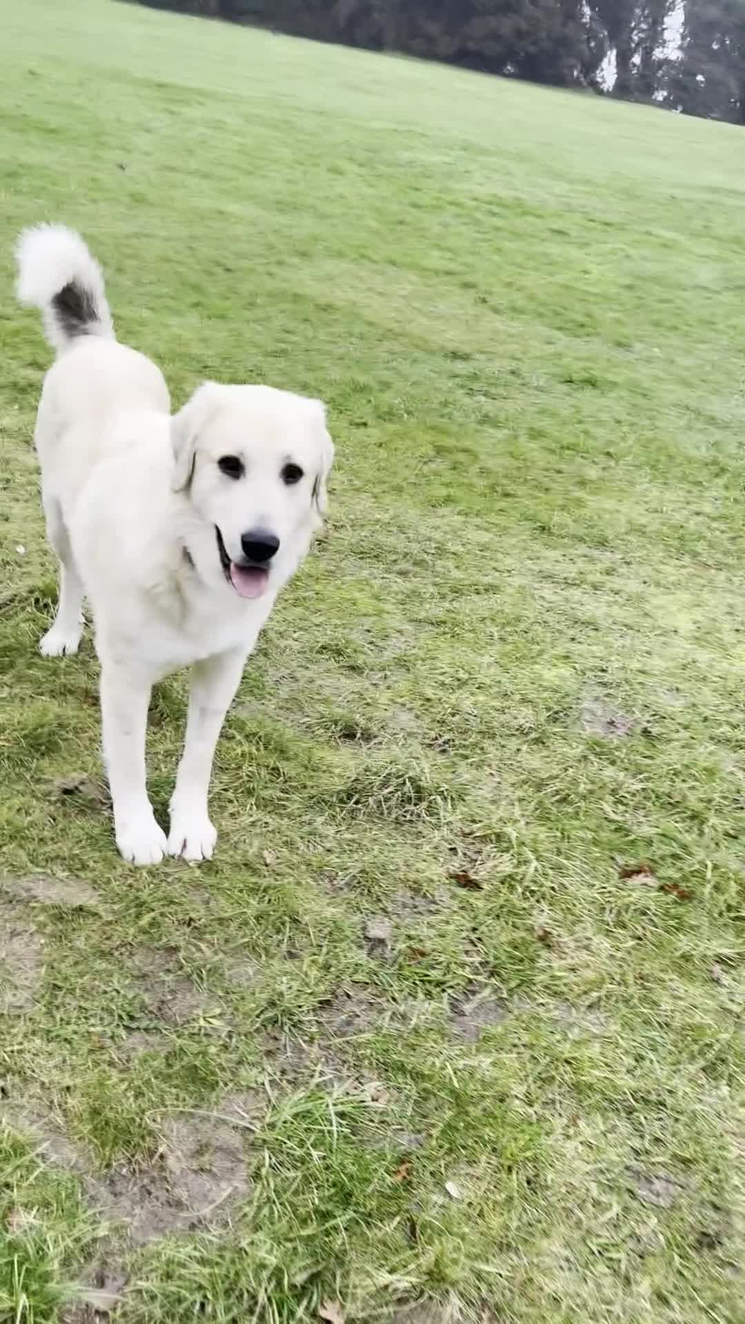 Mixed Breed dogs for sale: Gorgeous goofy Asprouli looking for his home - Video 4