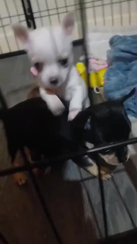 Chihuahua dogs for sale: BEAUTIFUL CHIHUAHUA PUPPIES  - Video 1