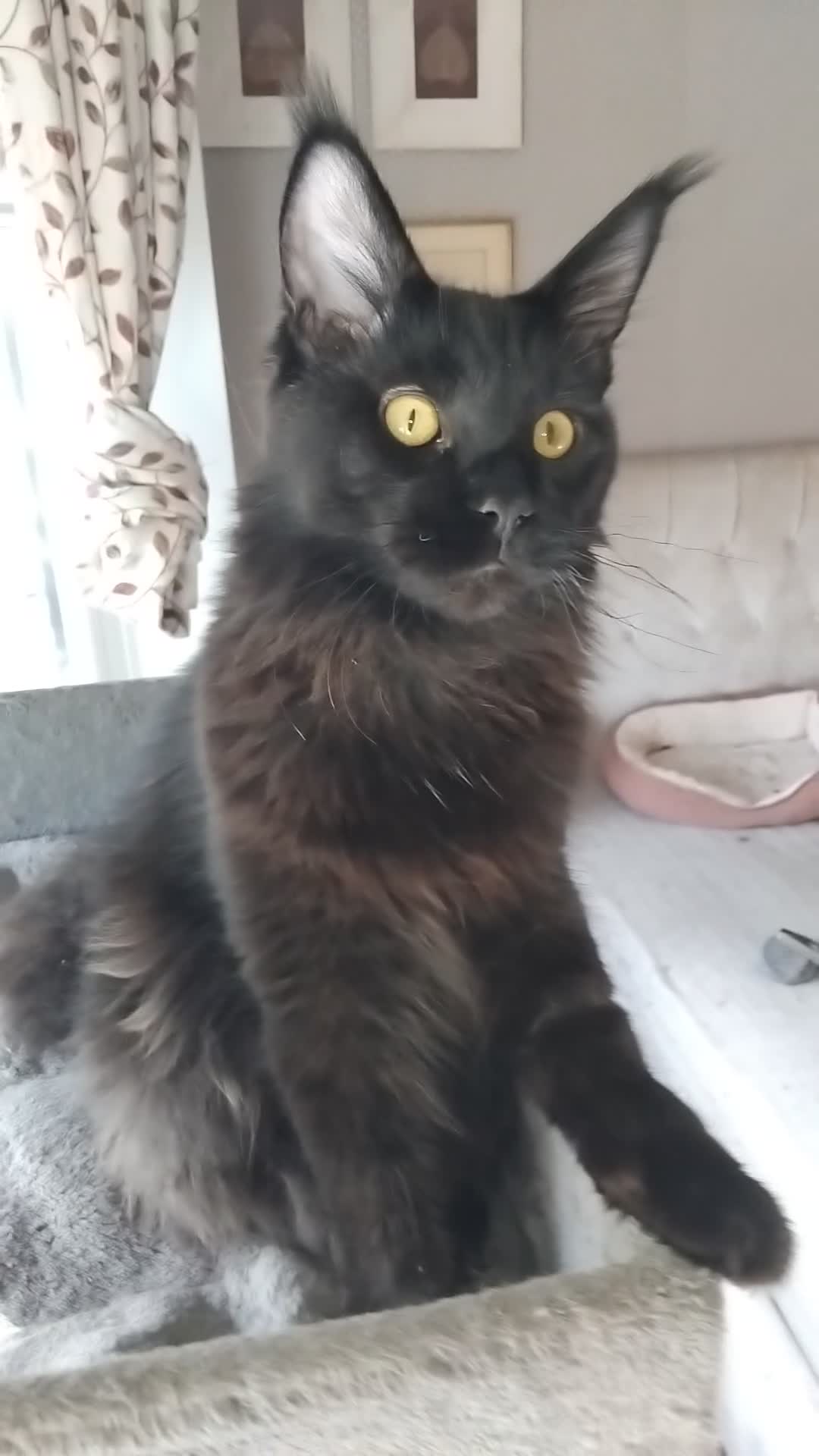 Maine Coon cats for sale: Big size maine coon, black with white in Orpington - Video 1