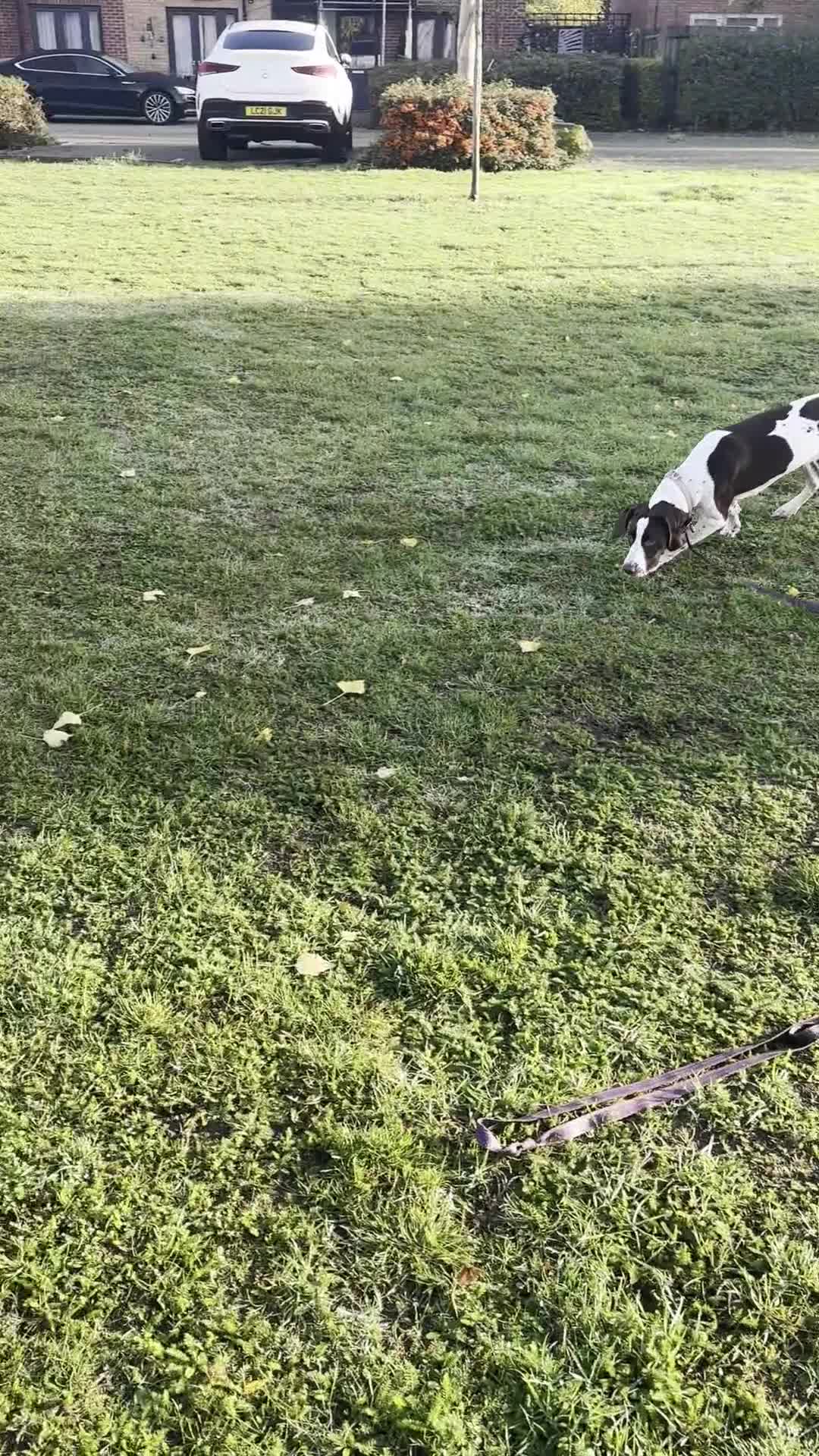 Mixed Breed dogs for sale: SWEET,LOVING PRINCESS NEEDS NEW HOME in Morden - Video 1