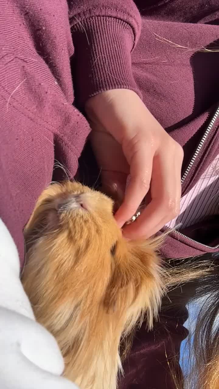 Guinea Pig rodents for sale: 3 female guinea pigs for sale (set up included) - Video 1