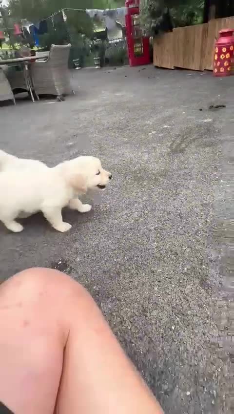 Golden Retriever dogs for sale: KC REGISTERED health tested parents  - Video 1