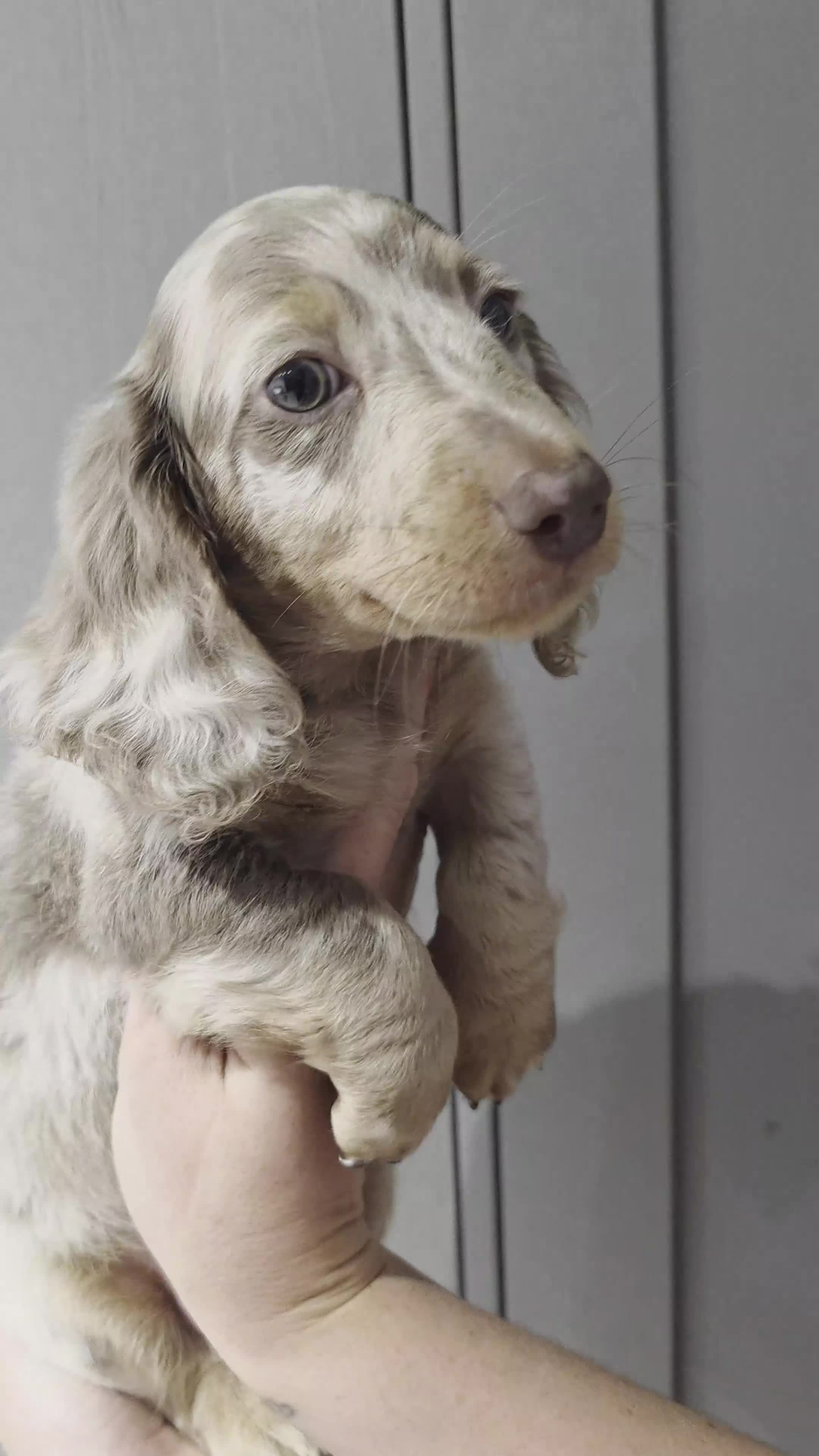 Miniature Dachshund dogs for sale:  long-haired mini Dachshund - Video 2