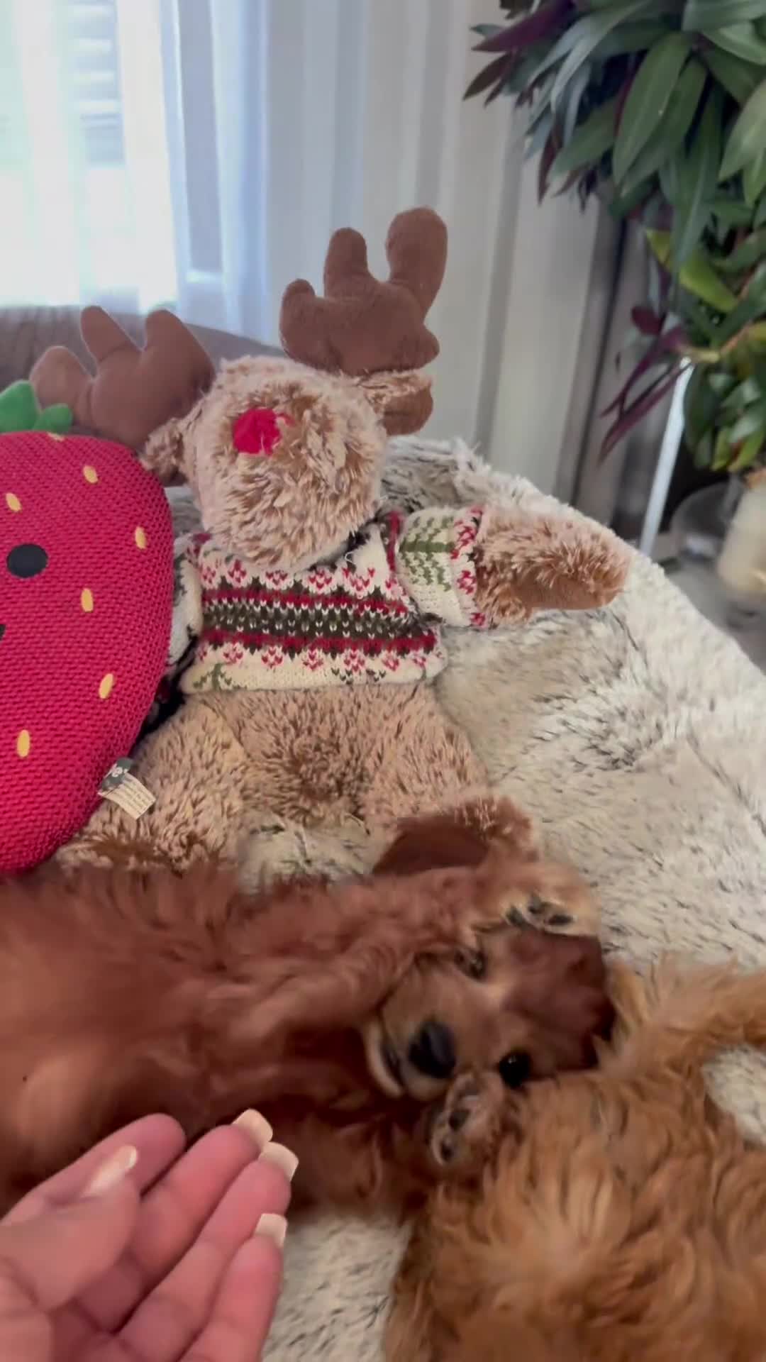 Toy Poodle dogs for sale: 5 star Tiny Toy Poodles puppies 🐶 raised with ❣️ - Video 1