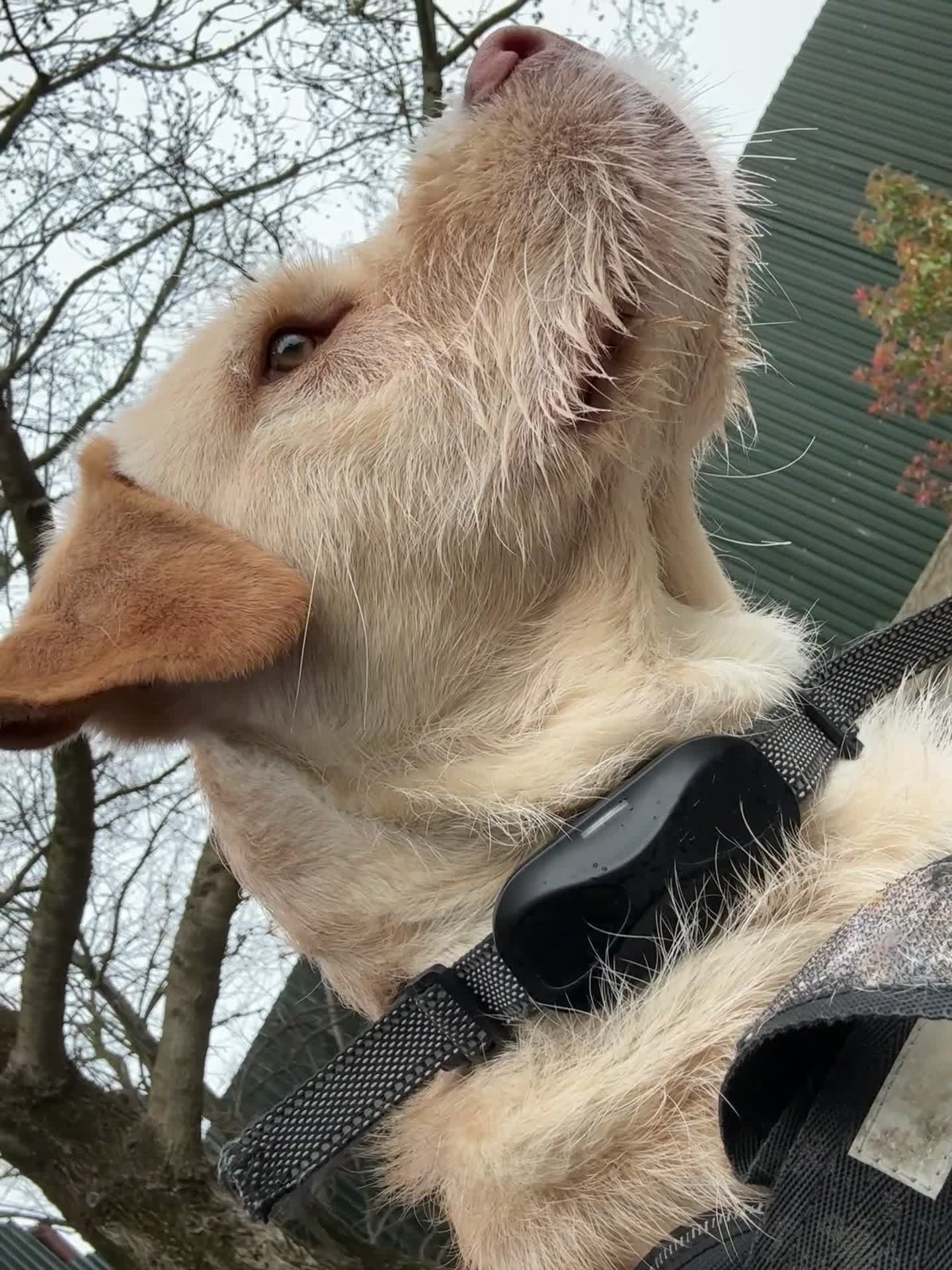Mixed Breed dogs for sale: 🐾Milo- 1 years old American bully x cockapoo💙 - Video 4