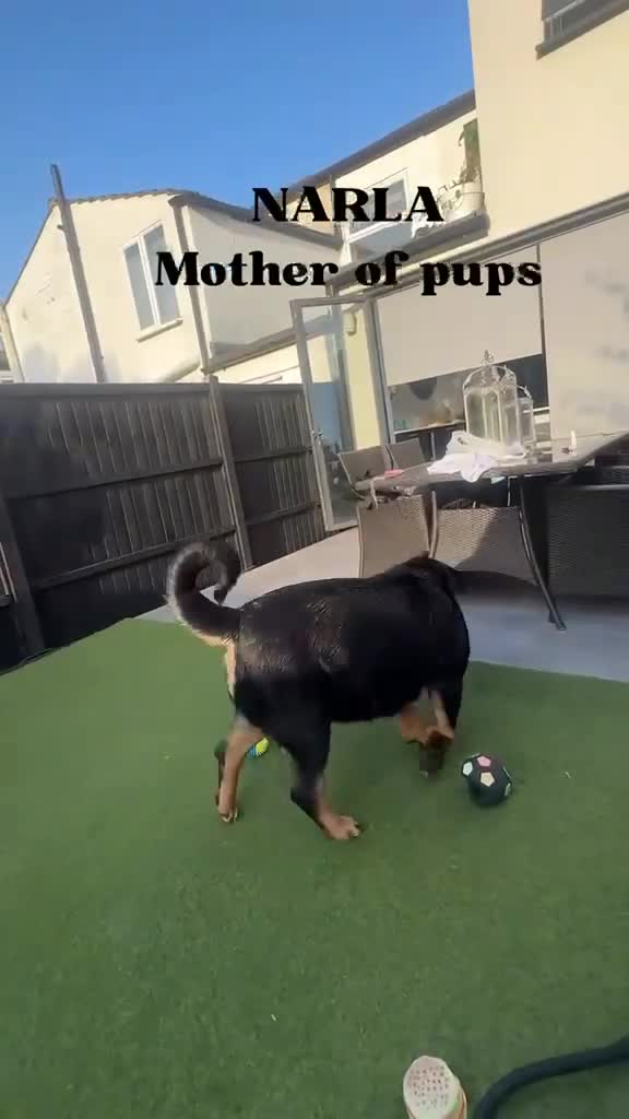 Rottweiler dogs for sale: Top quality KC Reg Rottweiler puppies  - Video 1