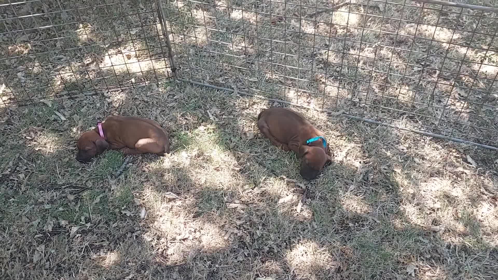 Rhodesian Ridgeback dogs for sale: Kc reg.health tested Rr puppies in Rugby - Video 3