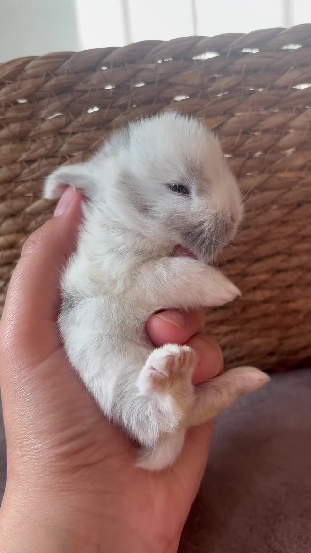 Mini Lop rabbits for sale: Beautiful pure bred mini lops blue eyes  - Video 1