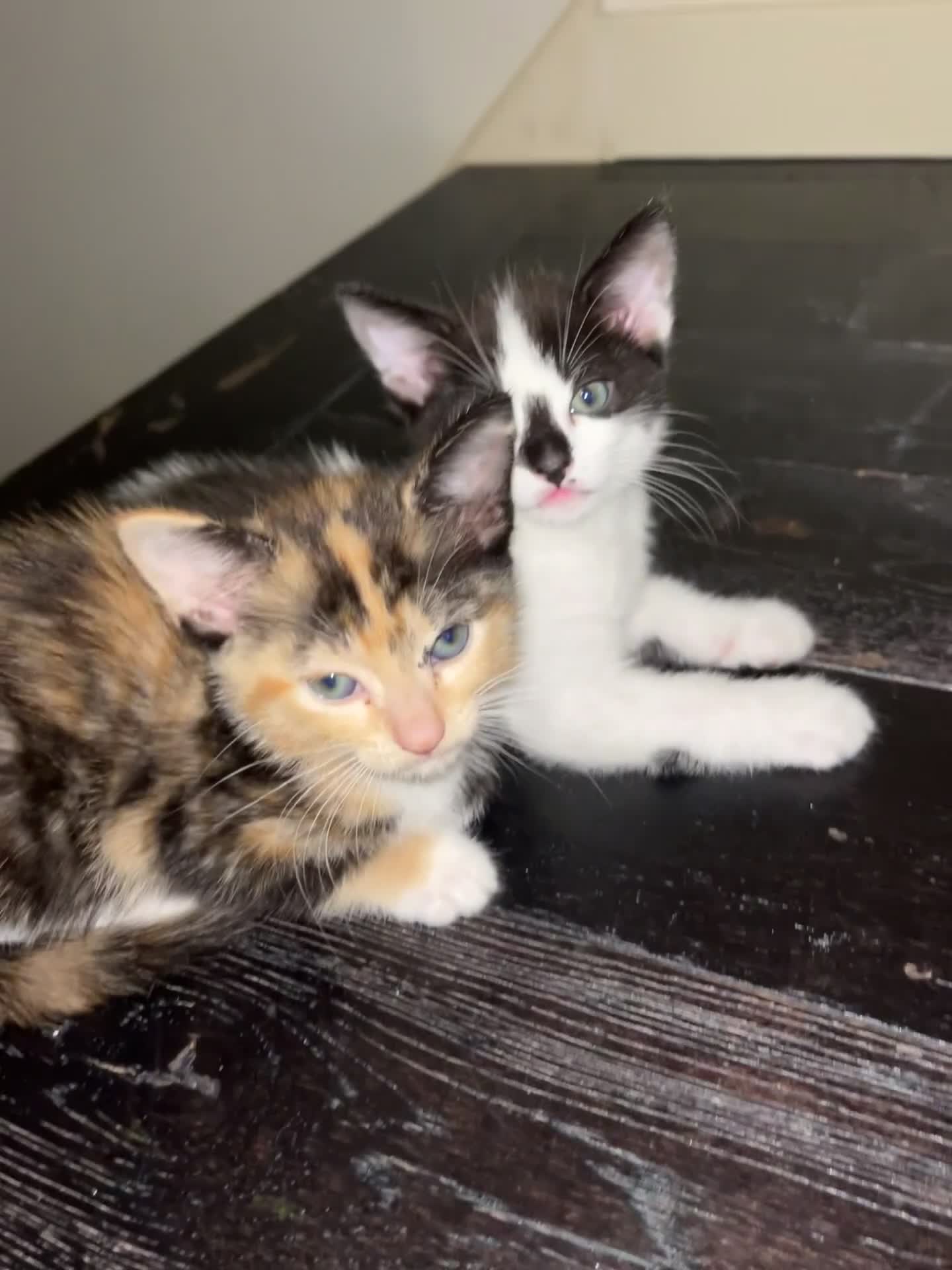 Mixed Breed cats for sale: Adorable Kittens Looking for Loving Homes 🐾 - Video 2