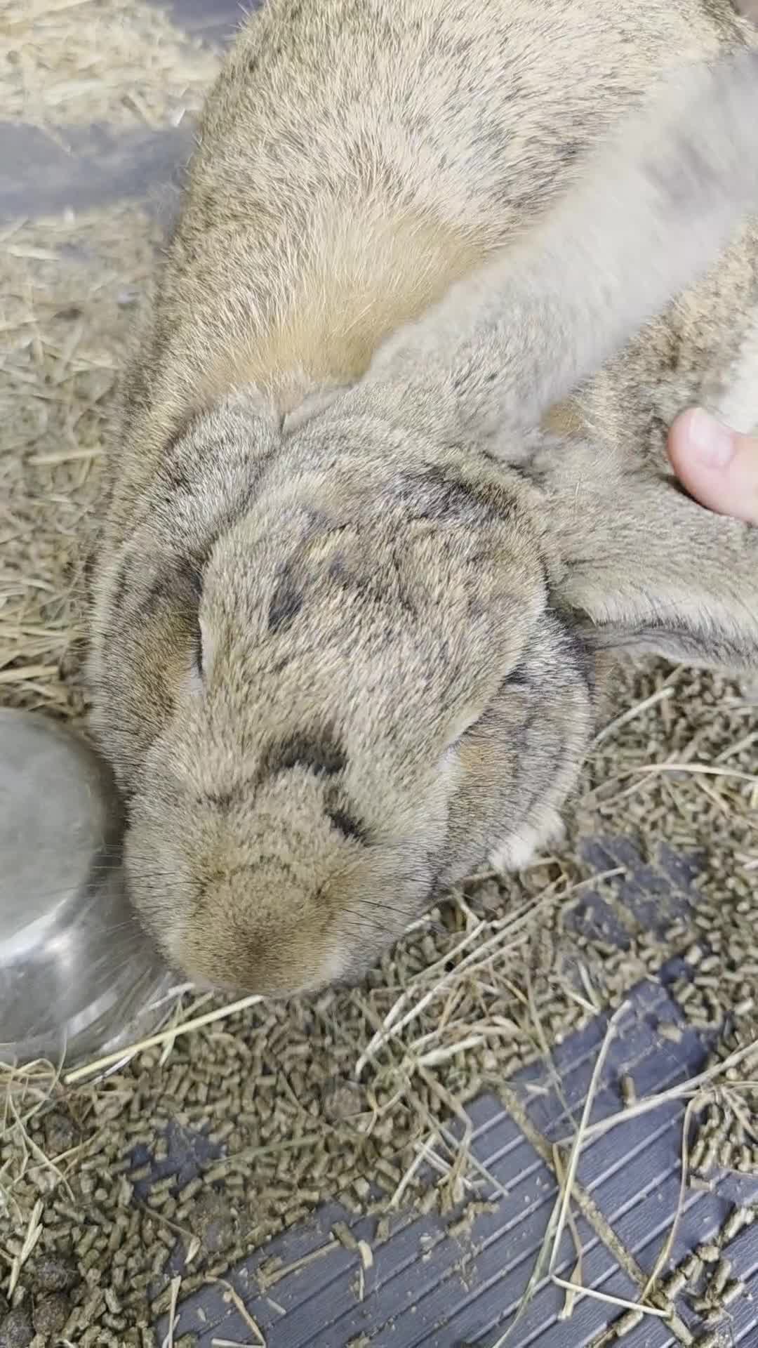New Zealand rabbits for sale: New Zeeland x Continental Giant Bucks  - Video 1