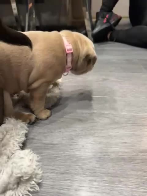 Staffordshire Bull Terrier dogs for sale: Blue fawn male pup - Video 5