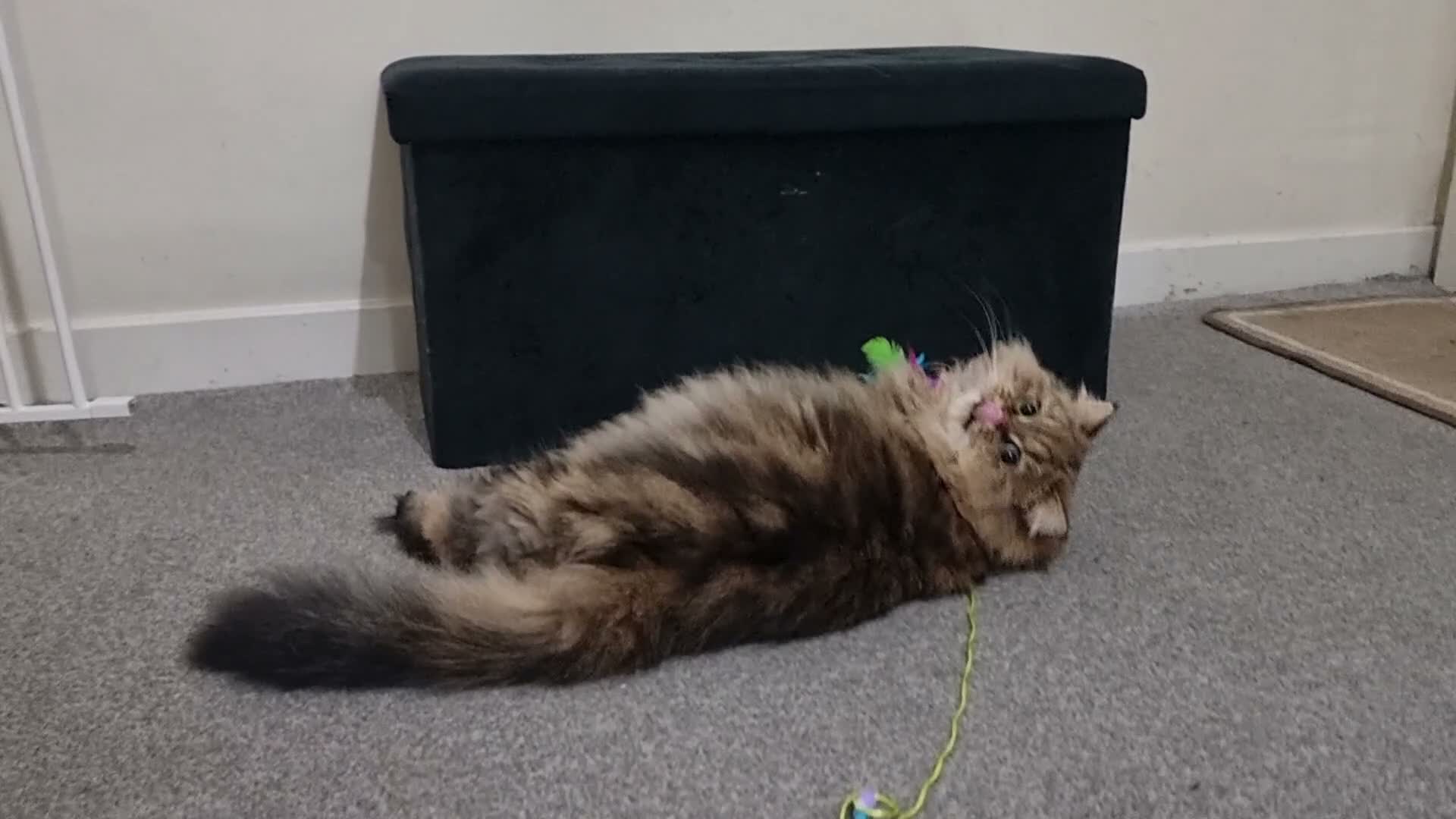Mixed Breed cats for sale: Persian and British Longhair haired mix  - Video 1
