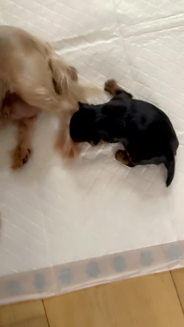 Yorkshire Terrier dogs for sale: Mini toy  Yorkshire Terrier's  - Video 1
