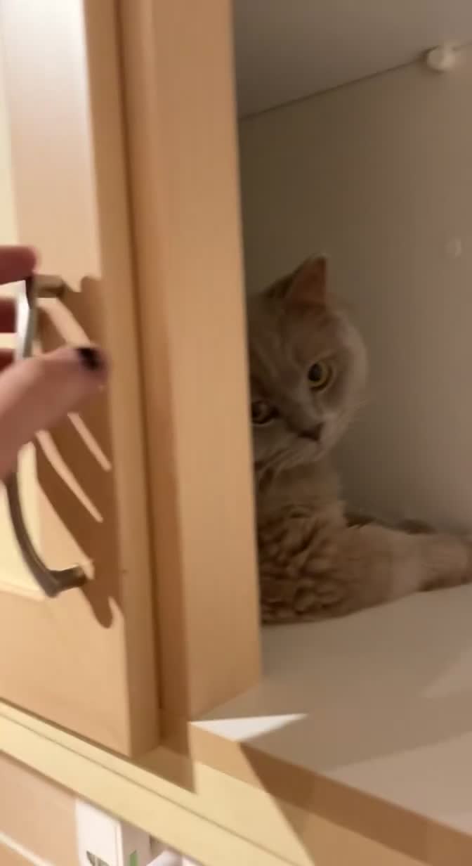 British Longhair cats for sale: British longhair Rio - Video 4