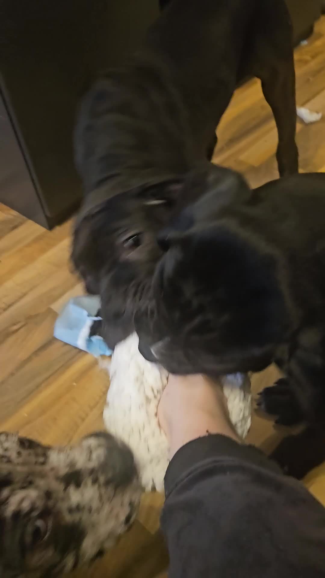 Cane Corso dogs for sale: Cane corso, 1 black male left. Very large pups - Video 1