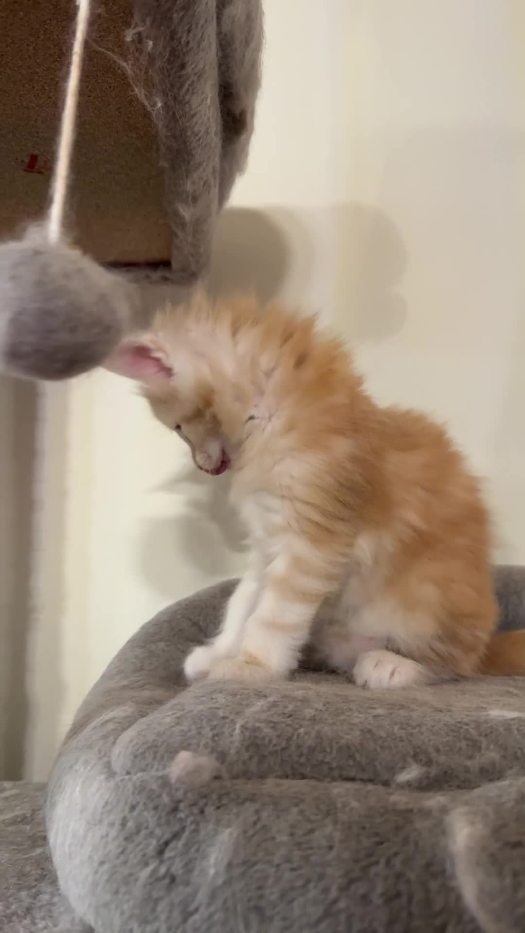 Maine Coon cats for sale: 🐾 GCCF Maine Coon Kittens 3 Red Smoke Black Boys - Video 2