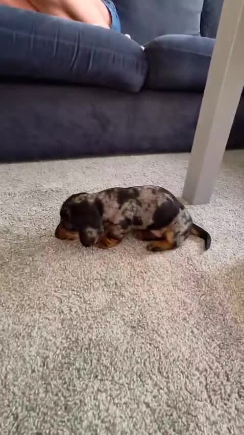 Dachshund dogs for sale: KC Wirehaired standard Dachshund puppies - Video 1