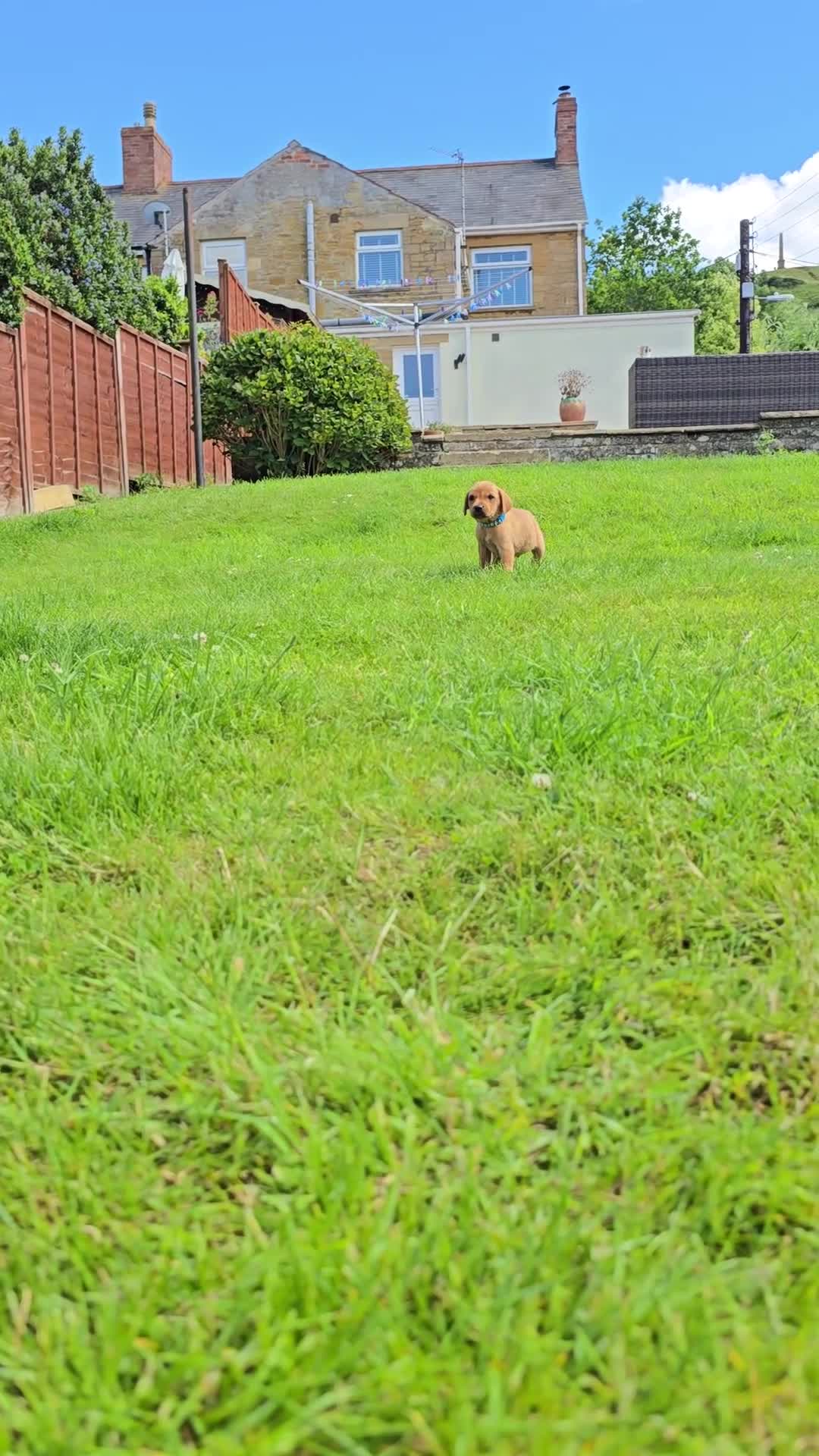 Labrador Retriever dogs for sale: KC Reg Working Fox Red Labrador  - Video 1