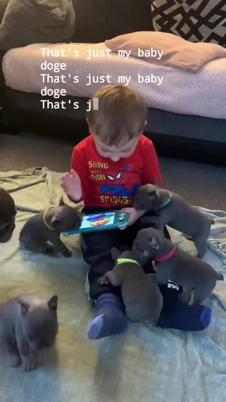 French Bulldog dogs for sale: Ready to Go Frenchie Pups (1 Left) - Video 1