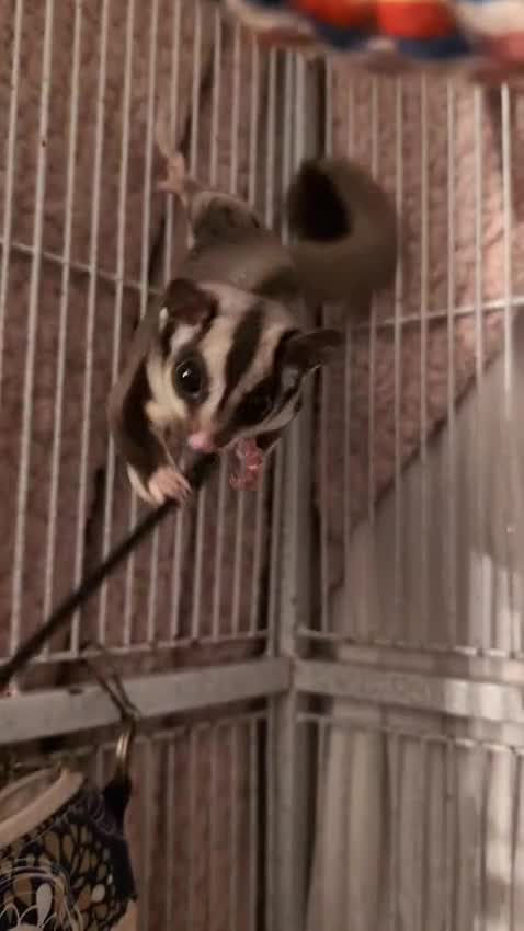 Sugar Glider rodents for sale: 2 female sugar gliders for sale - Video 4