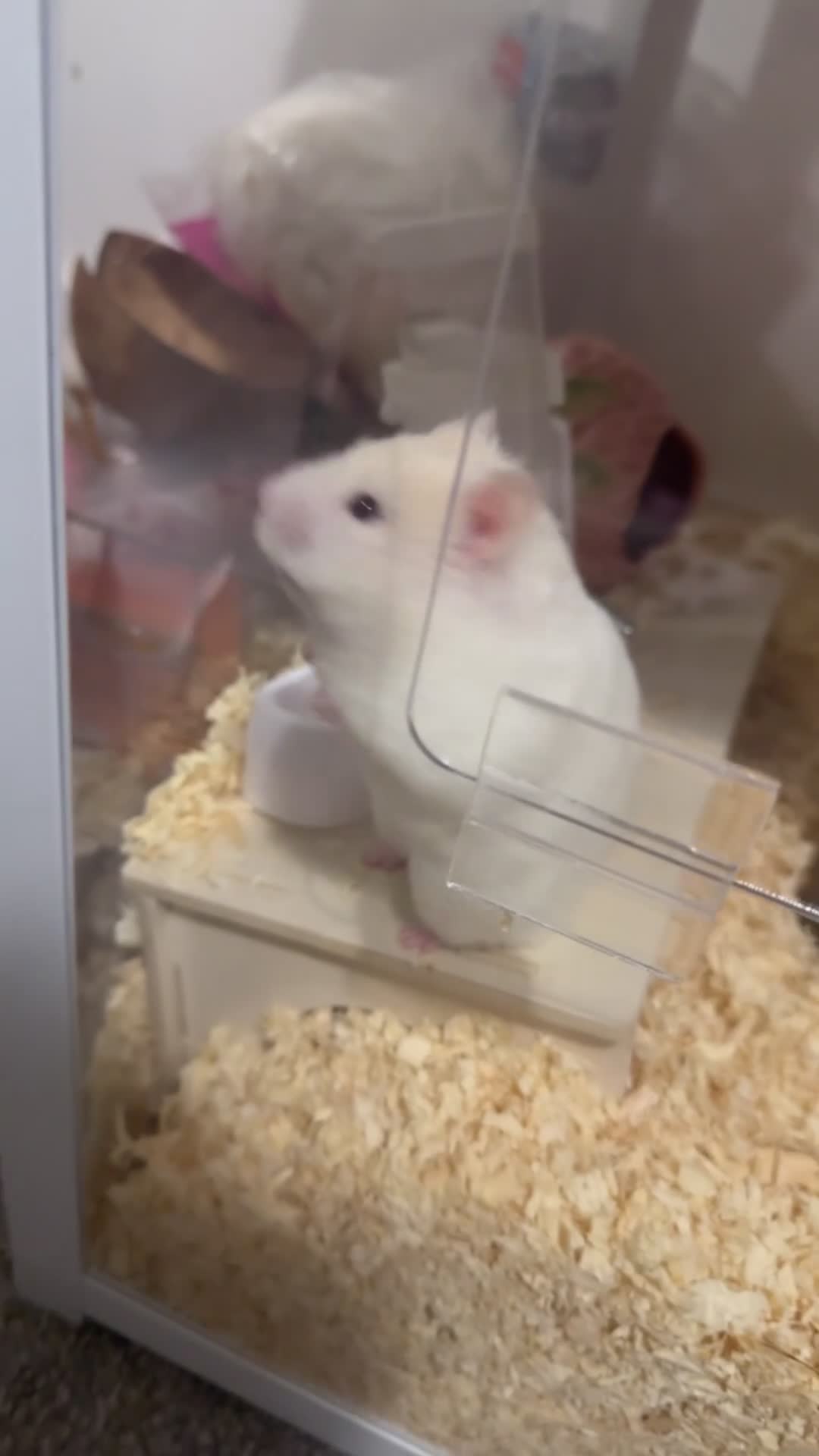 Hamster rodents for sale: syrian female hamster  - Video 2