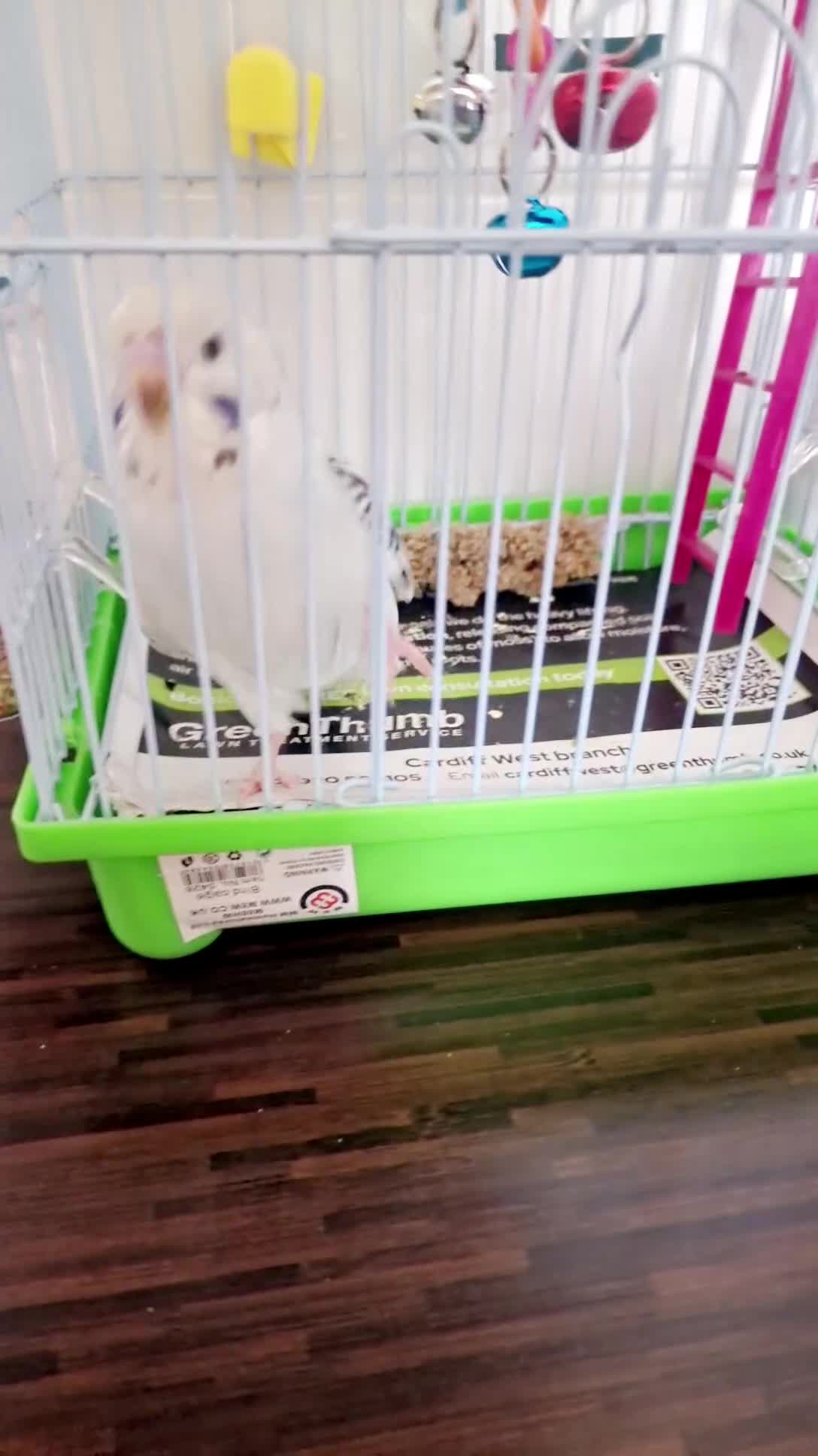 Budgerigars birds for sale: Beautiful budgies  - Video 3
