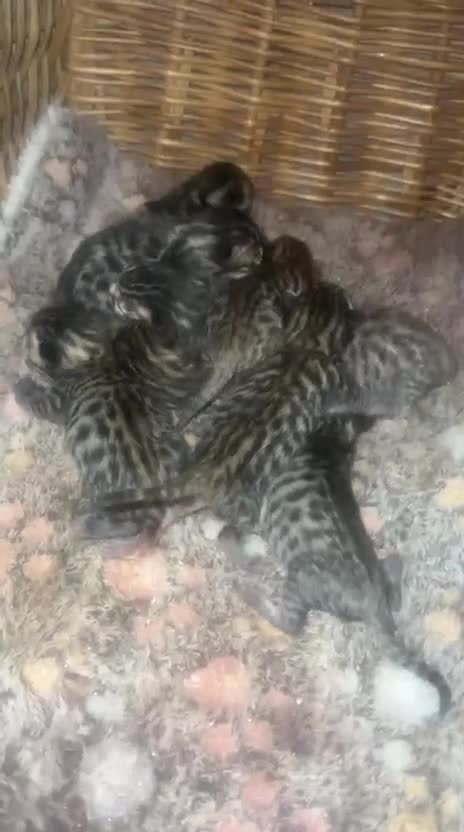 Mixed Breed cats for sale: Bengal x kittens  - Video 2
