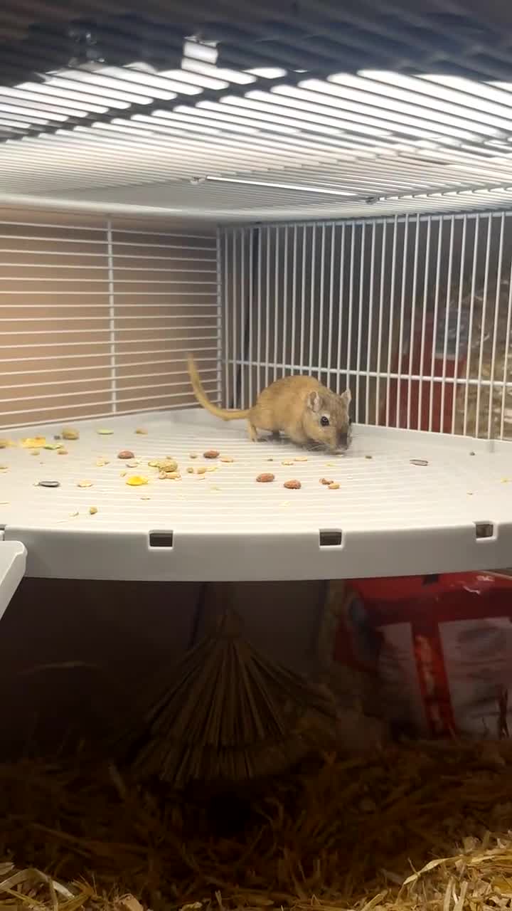 Gerbil rodents for sale: Male gerbil with cage  - Video 1