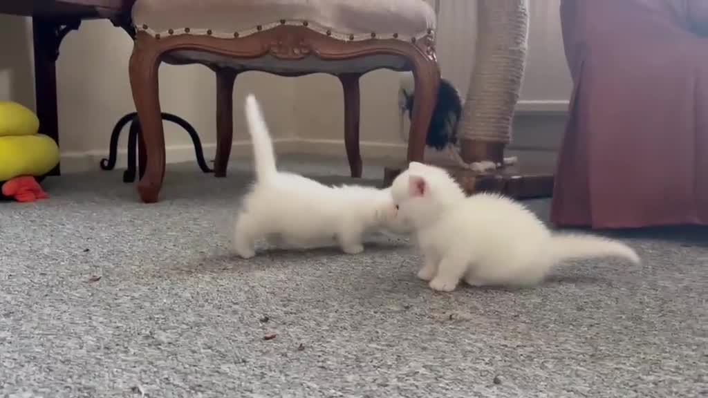 Munchkin cats for sale: Sweetest Personality Guaranteed-Fur Babies 🤗 - Video 4