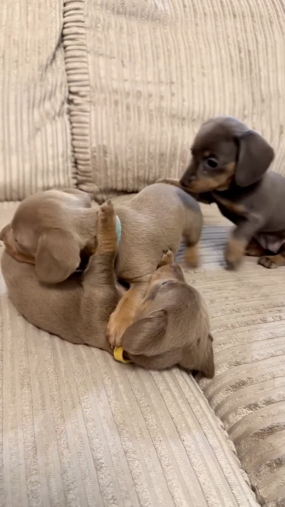 Miniature Dachshund dogs for sale: Adorable Miniature Dachshund Puppies - Video 4