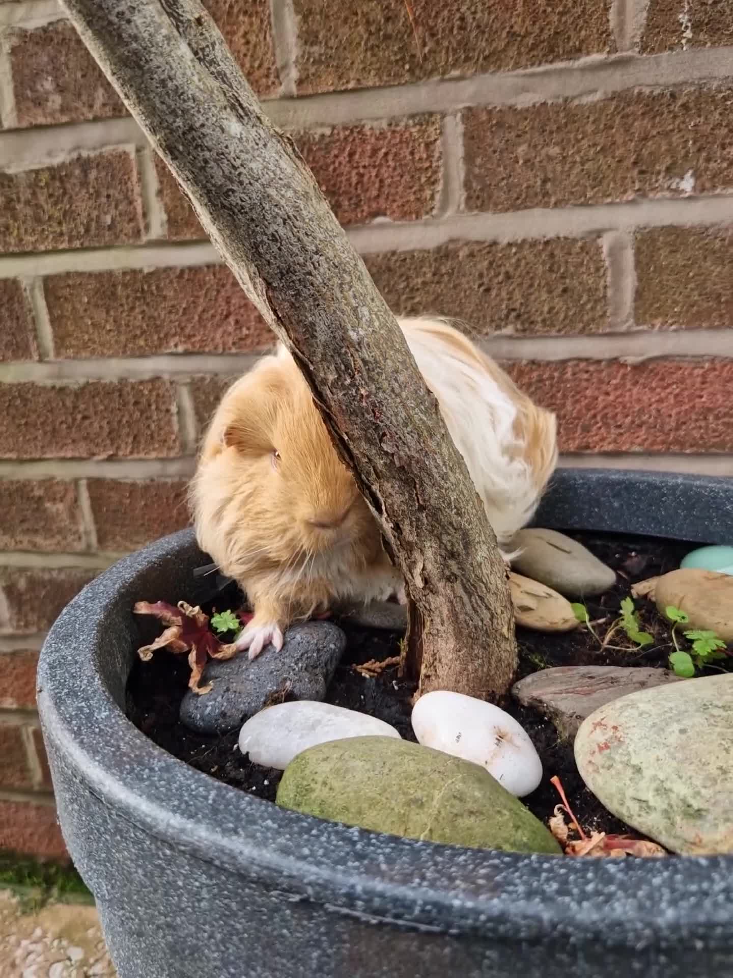 Guinea Pig rodents for sale: Gorgeous Sheltie Guinea Pig  - Video 3