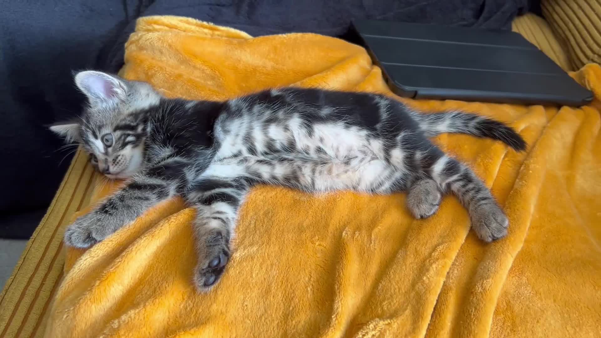 Bengal cats for sale: 3/4 Bengal - cross kittens  - Video 1