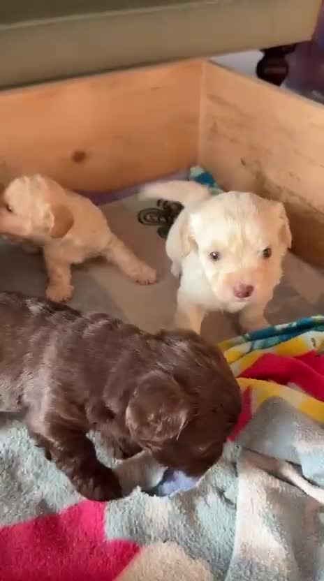 Shihpoo dogs for sale: ✨ Beautiful Shihpoo Puppies ✨  - Video 2