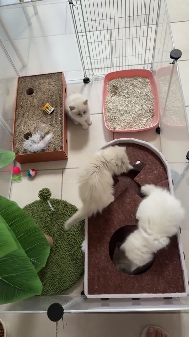 Ragdoll cats for sale: Beautiful Ragdolls  in Oldbury - Video 1