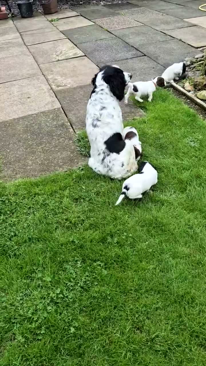 English Springer Spaniel dogs for sale: Springer spaniel puppies  - Video 1