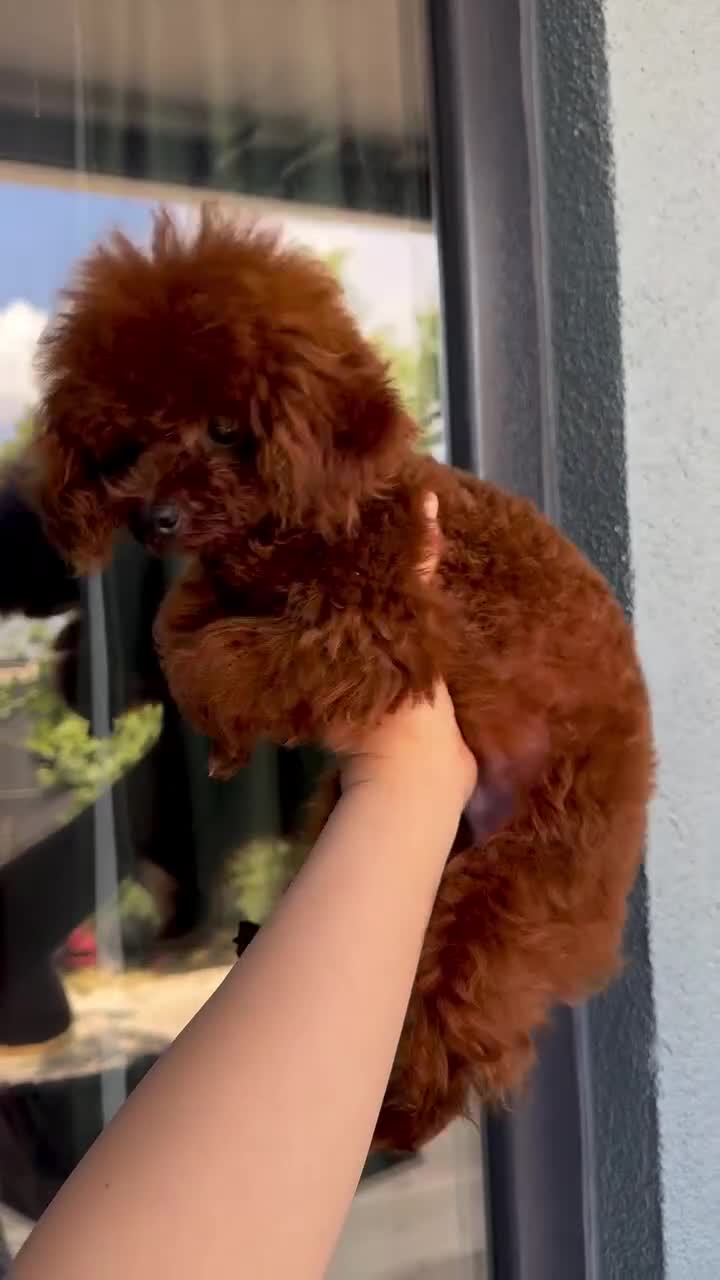 Poodle dogs for stud: Super tiny Asian boy 🧸for stud 🤩 - Video 1