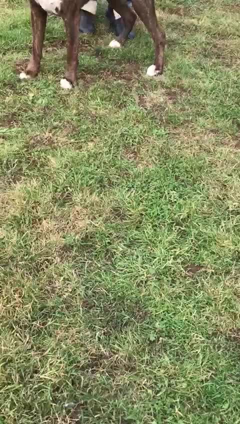 Boxer dogs for sale: 5 Star Licensed Breeder 23 years experience  - Video 1