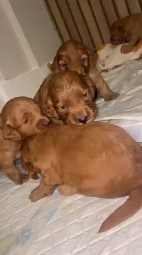 Cockapoo dogs for sale: 5 Stunning fox red Cockapoos (health tested) - Video 1