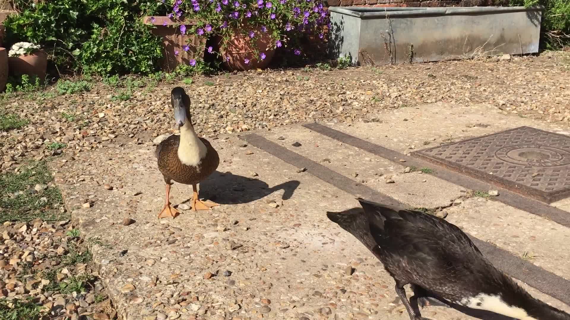 Ducks poultry for sale: Dutch Hookbill ducklings - Video 1