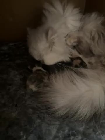 Persian cats for sale: 4 stunning pure Persian chinchilla kittens  - Video 1