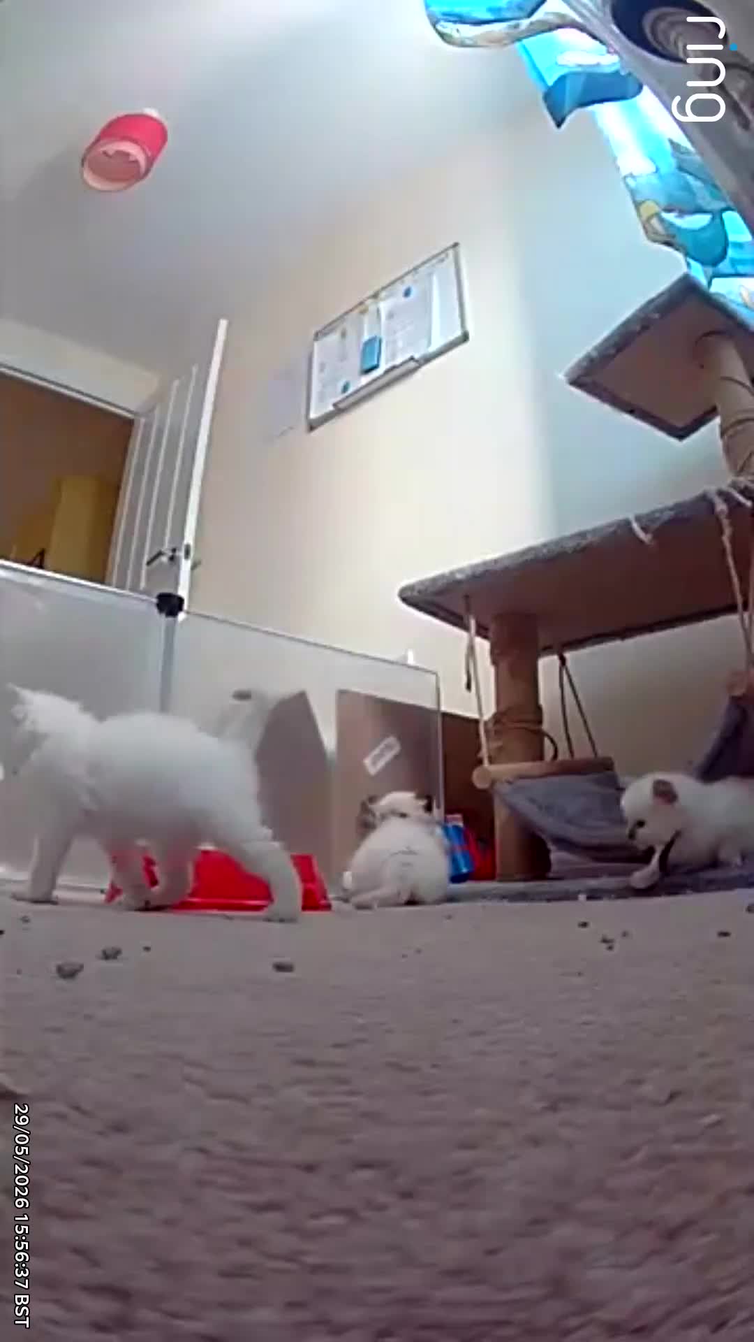Ragdoll cats for sale: 5 stunning ragdoll kittens! ❤️ - Video 2