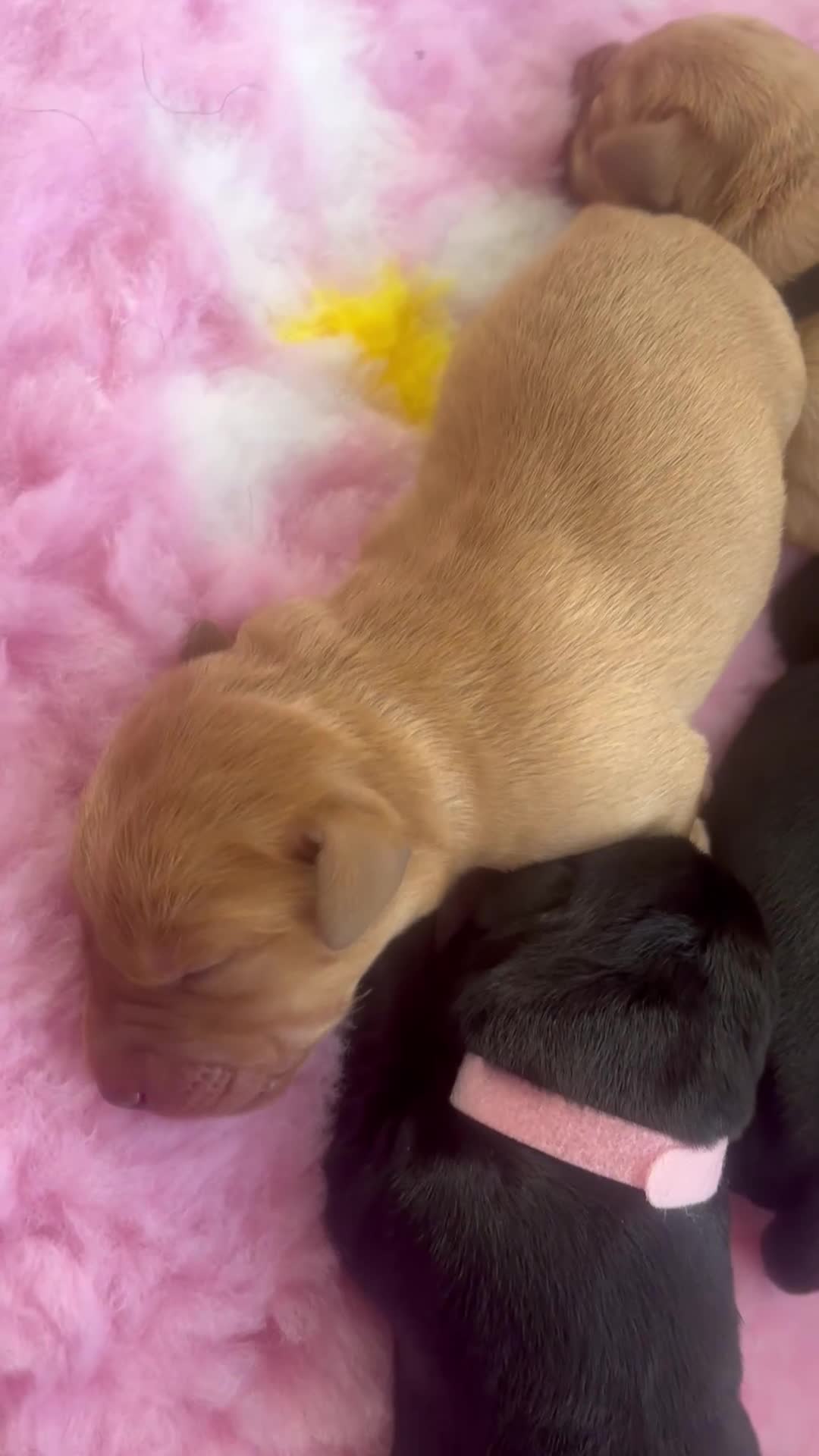 Labrador Retriever dogs for sale: Traditional Stocky Golden Labradors  - Video 1