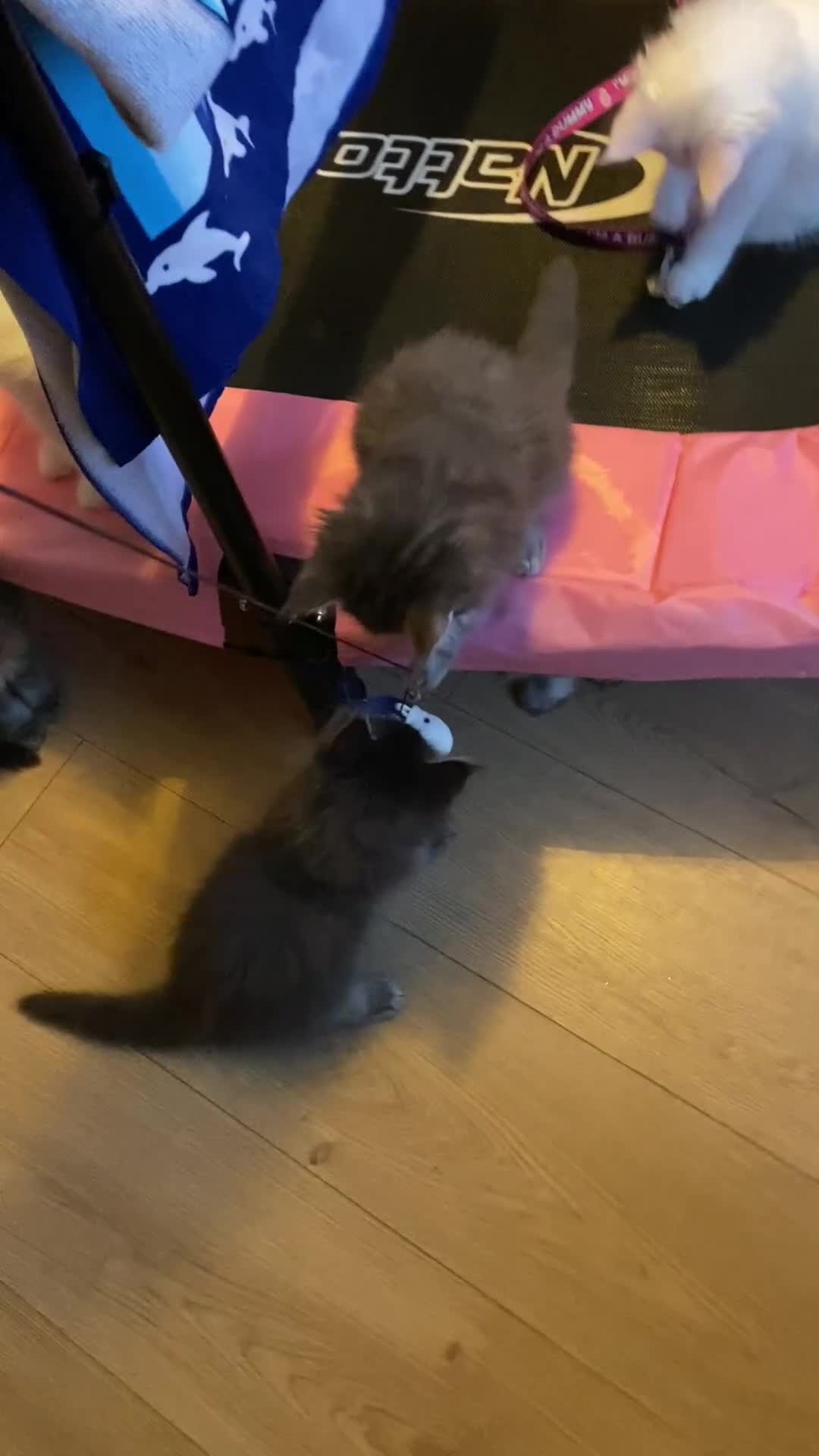 Maine Coon cats for sale: Maine Coon Kittens Ready for Their Forever Homes - Video 1