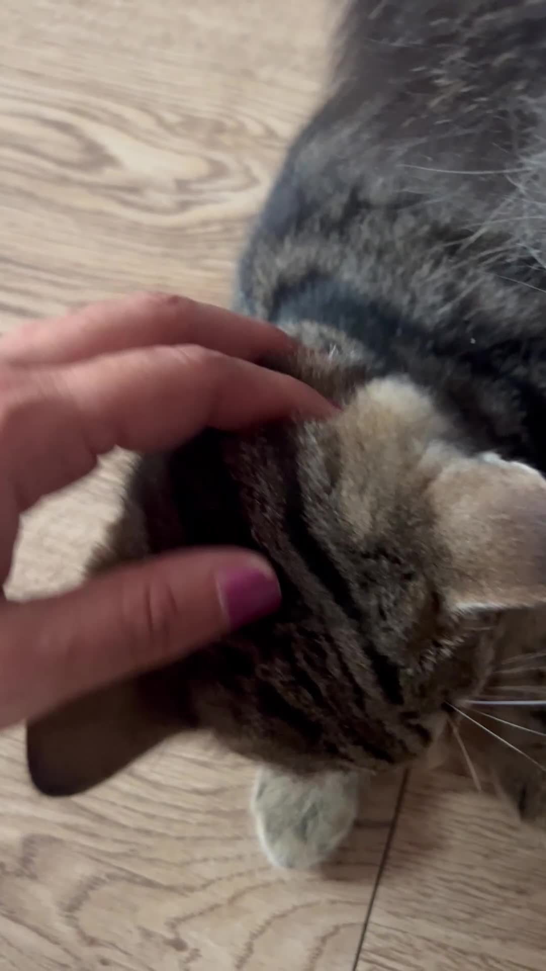 Mixed Breed cats for sale: 2 kittens ready to leave  - Video 2