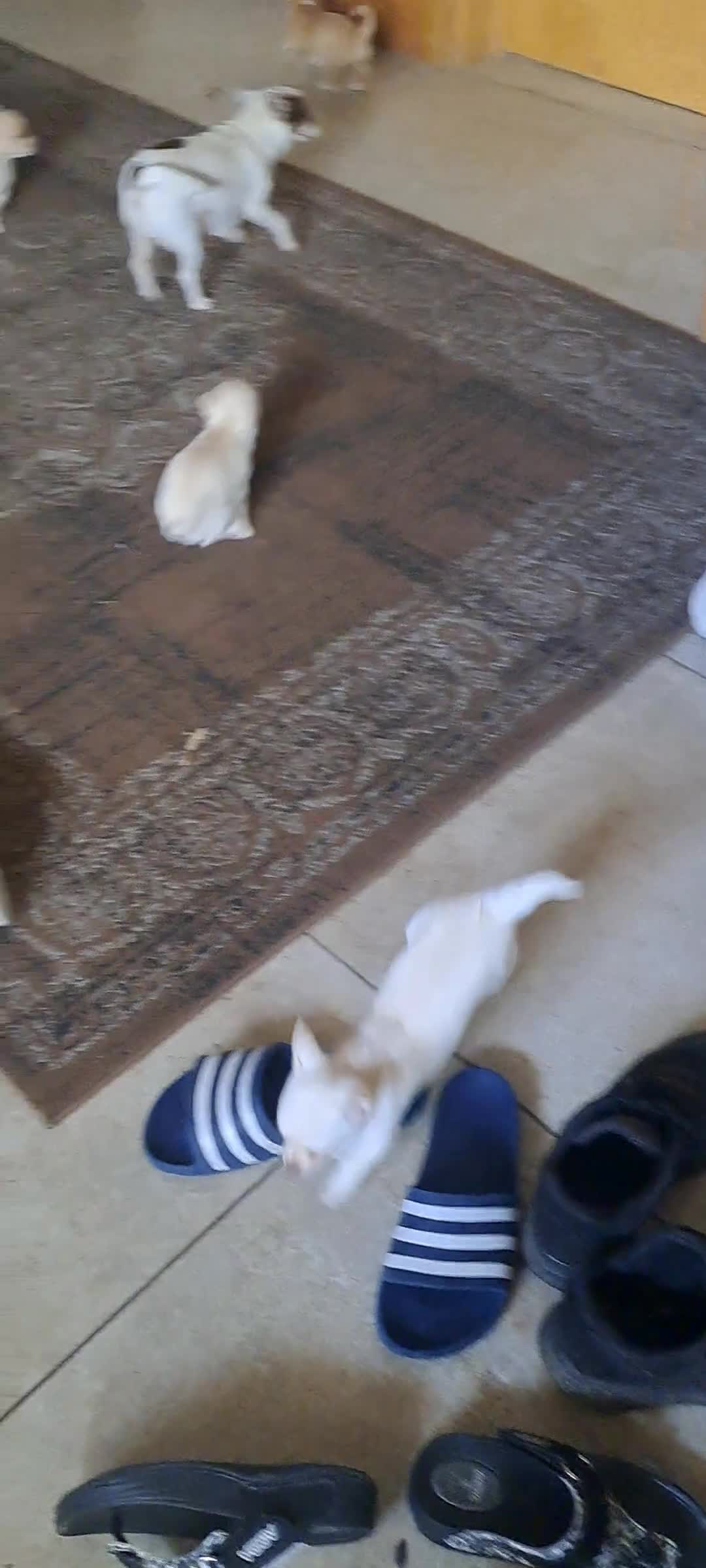 Chihuahua dogs for sale: 4 beautiful Chihuahua pups - Video 1