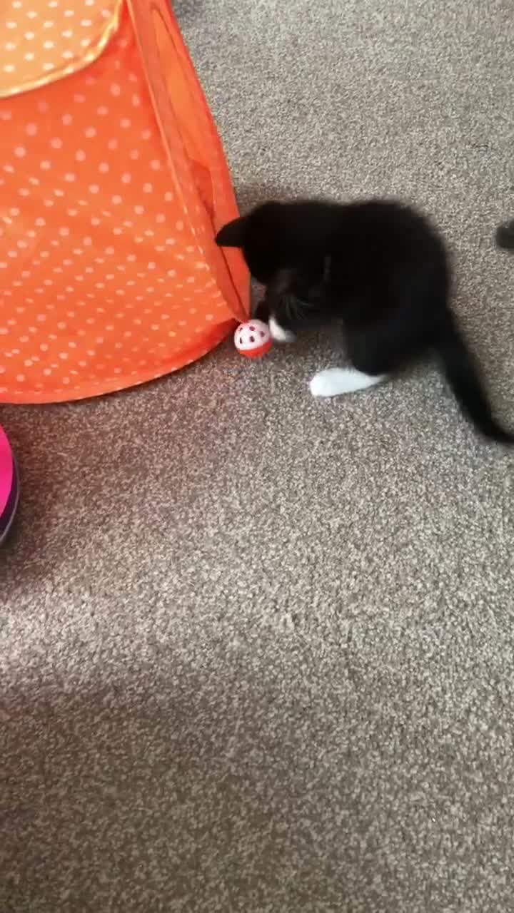 Mixed Breed cats for sale: Cute kittens for sale - Video 5